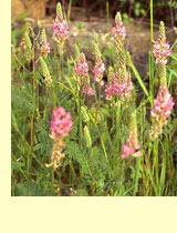   (Onobrychis sativa L.)